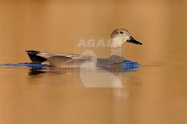Gadwall (Mareca strepera), side view of an adult male swimming in the water, Campania, Italy stock-image by Agami/Saverio Gatto,