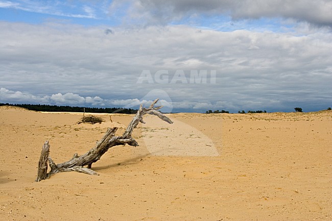 Natuurgebied Kootwijkerzand, Nature reserve Kootwijkerzand stock-image by Agami/Marc Guyt,