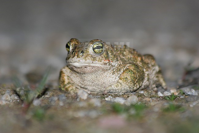 Natterjack Toad (Epidalea calamita) on the ground, with a grey background, duting the night, in Southern France. stock-image by Agami/Sylvain Reyt,
