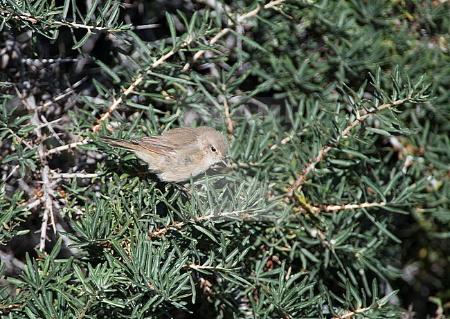 Eastern Chiffchaff (Phylloscopus sindianus), also known as Mountain Chiffchaff, in India during winter. Perched in a small green bush. stock-image by Agami/Dani Lopez-Velasco,