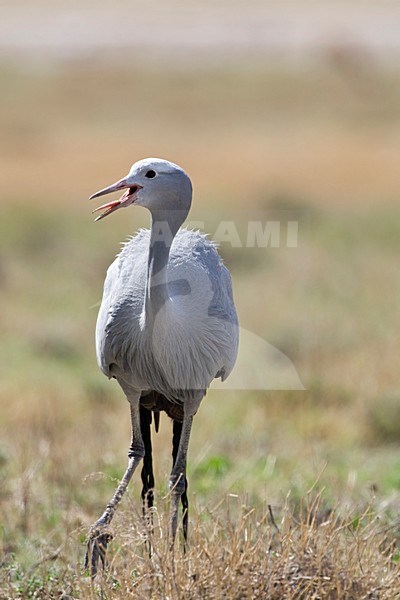 Stanley-kraanvogel lopend Namibie, Blue Crane walking Namibia stock-image by Agami/Wil Leurs,