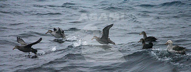 Noordelijke Reuzenstormvogel groep opvliegend op volle zee; Hall's Giant Petrel flying off from the ocean stock-image by Agami/Marc Guyt,