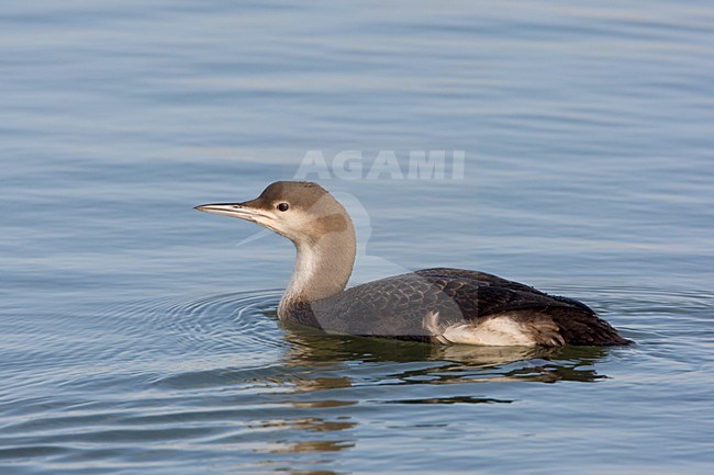Eerste winter Parelduiker; first winter Artic Loon stock-image by Agami/Arie Ouwerkerk,