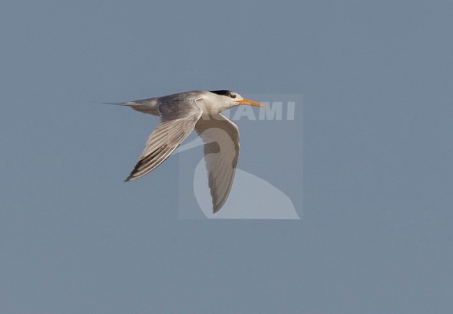 Bengaalse Stern in vlucht, Lesser Crested Tern in flight stock-image by Agami/David Monticelli,
