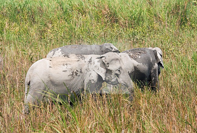 Indische Olifant in Kaziranga; Asian Elephant at Kaziranga stock-image by Agami/Marc Guyt,