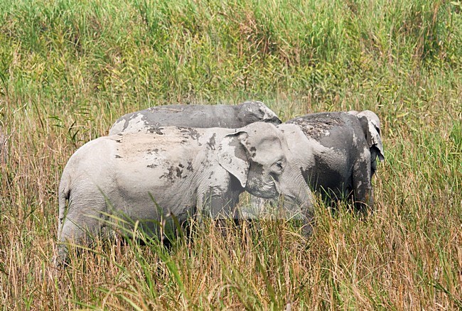 Indische Olifant in Kaziranga; Asian Elephant at Kaziranga stock-image by Agami/AGAMI,