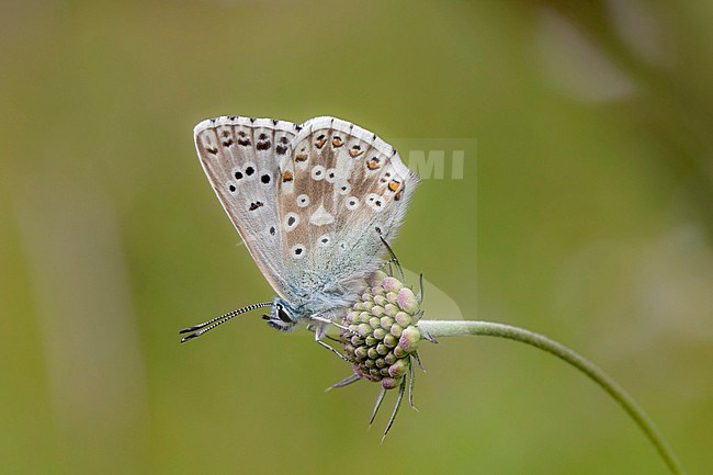 Male Chalk-hill Blue stock-image by Agami/Wil Leurs,