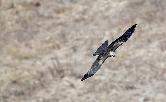 Zwarte Wouw op trek over de straat van Gibaltar, Black Kite on migrating over the Gibraltar Strait stock-image by Agami/Markus Varesvuo,