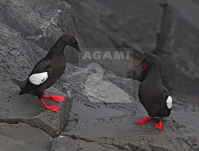 Zwarte Zeekoet volwassen op rots, Black Guillemot adult on rock stock-image by Agami/David Hemmings,
