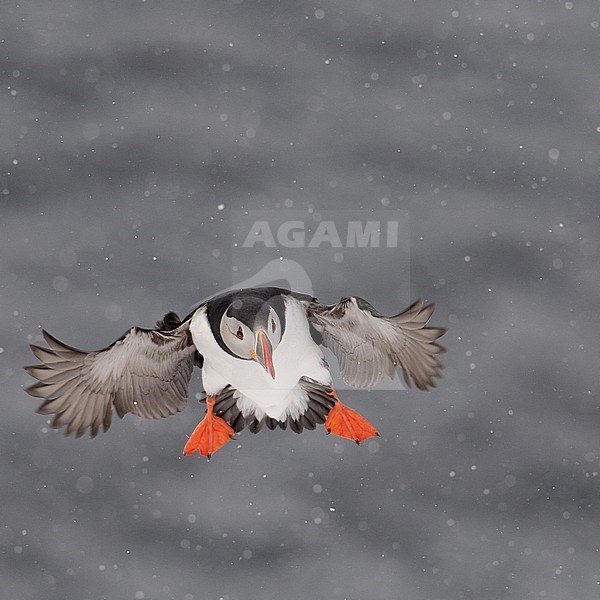 Puffin (Fratercula arctica) Norway March 2010 stock-image by Agami/Markus Varesvuo,