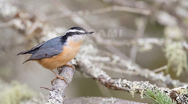 Autumn male Red-breasted Nuthatch, Sitta canadensis, in North America. stock-image by Agami/Ian Davies,