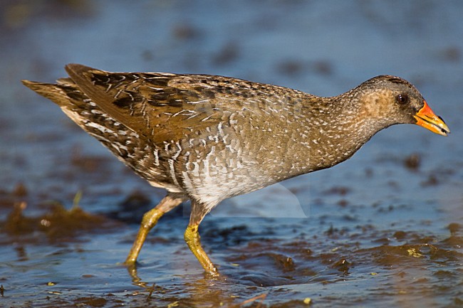 Volwassen Porseleinhoen; Adult Spotted Crake stock-image by Agami/Marc Guyt,