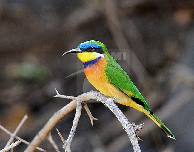 Adult Ethiopian Bee-eater (Merops lafresnayii) perched on a twig in woodland in Ethiopia. Split from Blue-breasted Bee-eater, Merops variegatus. stock-image by Agami/Laurens Steijn,