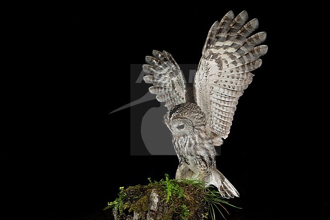 Adult Tawny Owl (Strix aluco) perched on a tree stump with both wings held high above the body in the Aosta valley in northern Italy. stock-image by Agami/Alain Ghignone,