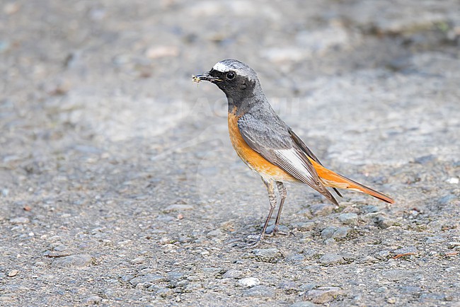 A male Common Redstart (Phoenicurus phoenicurs samamisicus) of the eastern subspecies samamisicus is seen from the side showing its typical and distinctive white wing panel. He has a selection of insects in his bill. The image was taken in Armenia. stock-image by Agami/Jacob Garvelink,