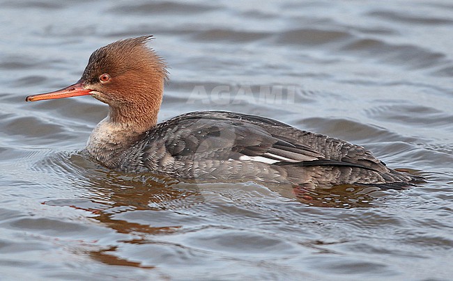 Red-breasted Merganser, Mergus serrator stock-image by Agami/Fred Visscher,
