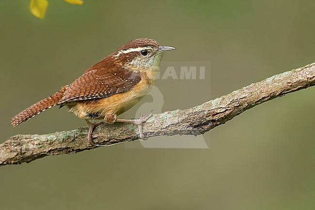 Carolina Wren (Thryothorus ludovicianus) Perched on a branch in USA stock-image by Agami/Dubi Shapiro,