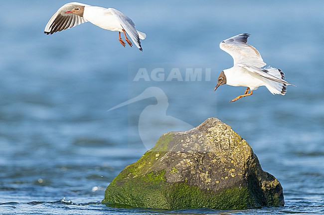  stock-image by Agami/Menno van Duijn,