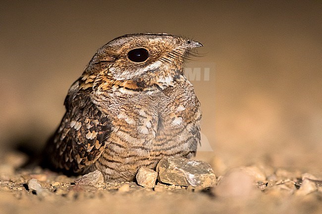 Red-necked Nightjar, Moorse Nachtzwaluw, Caprimulgus ruficollis stock-image by Agami/Oscar Díez,