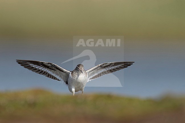 Oeverloper in vlucht stock-image by Agami/Han Bouwmeester,