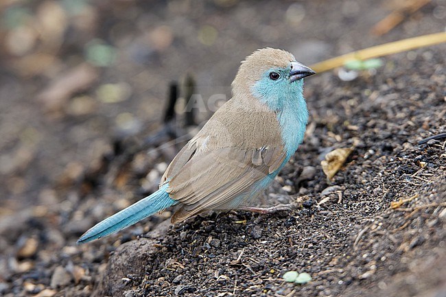 Blue Waxbill (Uraeginthus angolensis) taken the 02/11/2024 at Sao Tomé. stock-image by Agami/Nicolas Bastide,