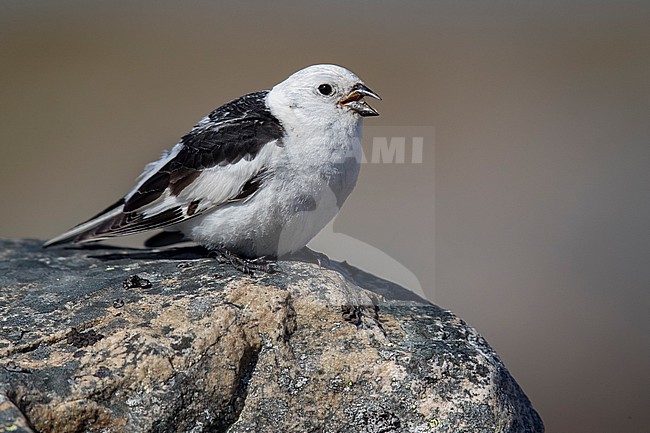 Snow Bunting (Plectrophenax nivalis) sitting on a rock in its breeding habitat in Norway. stock-image by Agami/Marcel Burkhardt,