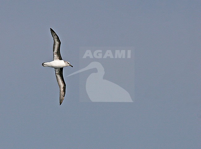 Adult Grey-headed Albatross (Thalassarche chrysostoma) in flight. stock-image by Agami/Pete Morris,