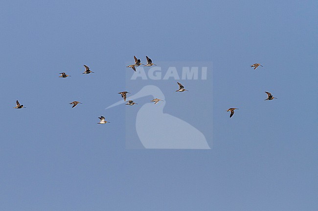 Common Snipe - Bekassine - Gallinago gallinago, Germany stock-image by Agami/Ralph Martin,
