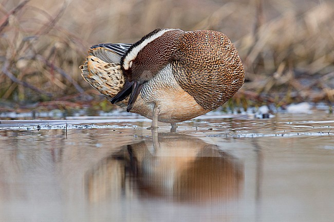 Garganey preening, Campania, Italy (Anas querquedula) stock-image by Agami/Saverio Gatto,