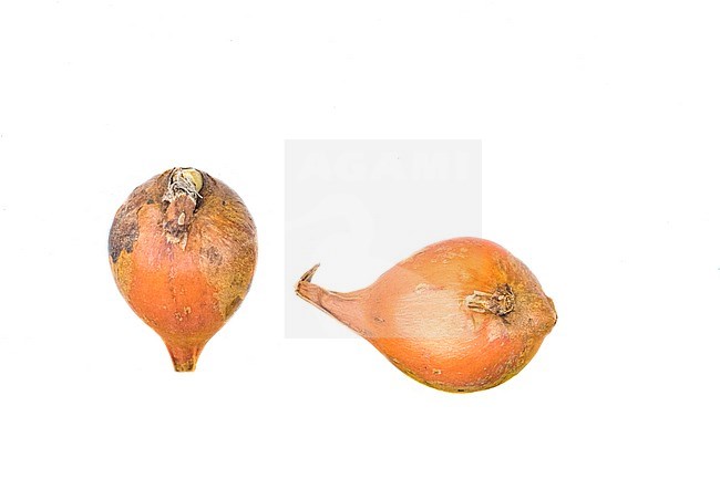 Wild Tulip bulbs stock-image by Agami/Wil Leurs,