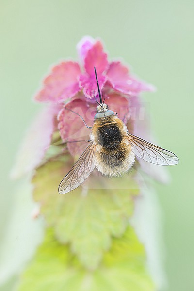 Bombylius venosus - Schwarzborstiger Wollschweber, Germany (Baden-Württemberg), imago, male stock-image by Agami/Ralph Martin,