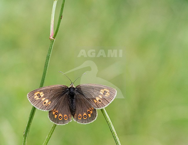 Almond-eyed Ringlet (Erebia alberganus) in Bulgaria. stock-image by Agami/Marc Guyt,