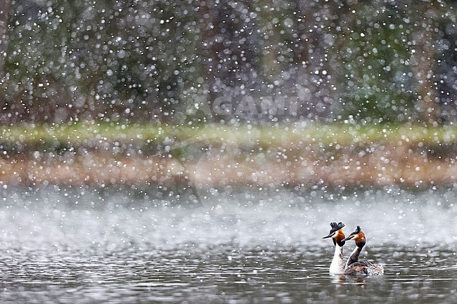 snowing Great Crested Grebe stock-image by Agami/Chris van Rijswijk,