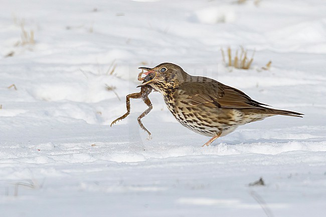 This series of images captures a unique event in which a Song Thrush (Turdus philomelos) completely devours a frog during a cold and snowy spell in the Dutch winter of 2021. stock-image by Agami/Jacob Garvelink,