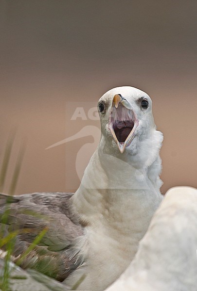 Calling Northern Fulmar (Fulmarus glacialis) in the breeding colony in Great Britain. stock-image by Agami/Alain Ghignone,