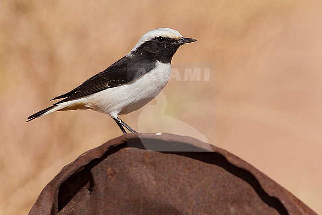 Mourning Wheatear (Oenanthe lugens), side view of an adult perched on a rusty can, South Sinai Governorate, Egypt stock-image by Agami/Saverio Gatto,