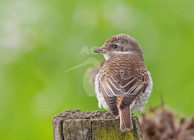 Juveniele Grauwe Klauwier op een paal; Juvenile Red-backed Shrike on a pole stock-image by Agami/Ran Schols,
