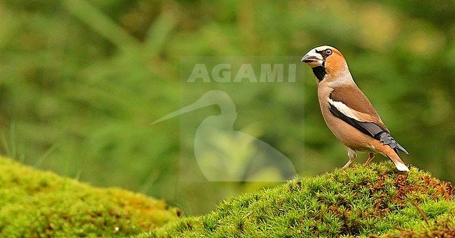 Coccothraustes coccothraustes stock-image by Agami/Eduard Sangster,