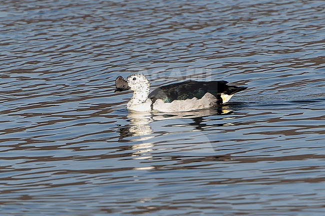 Knob-billed Duck, Sarkidiornis melanotos, in India. stock-image by Agami/Dani Lopez-Velasco,