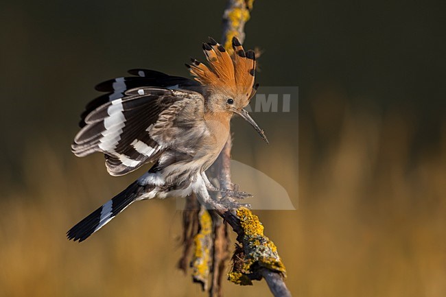 Hop in vlucht; Eurasian Hoopoe in flight stock-image by Agami/Daniele Occhiato,