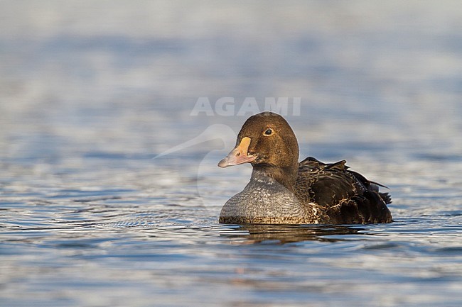 King Eider - Prachteiderente - Somateria spectabilis, Norway, 2nd cy male stock-image by Agami/Ralph Martin,