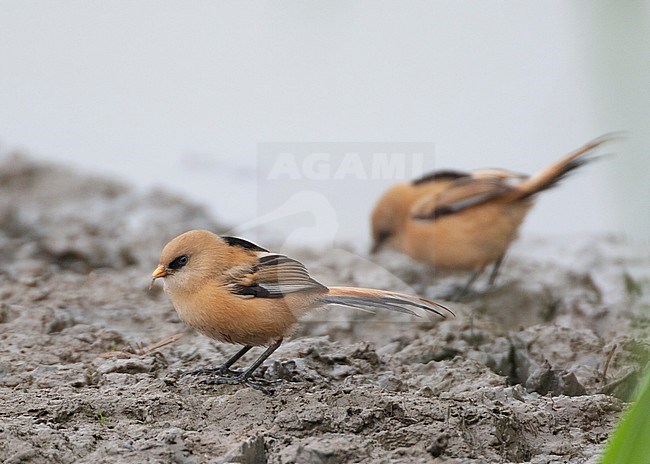 Juvenile male Bearded Reedling (Panurus biarmicus) foraging on muddy ground in the Flevopolder in the Netherlands. Male on the left. stock-image by Agami/Marc Guyt,