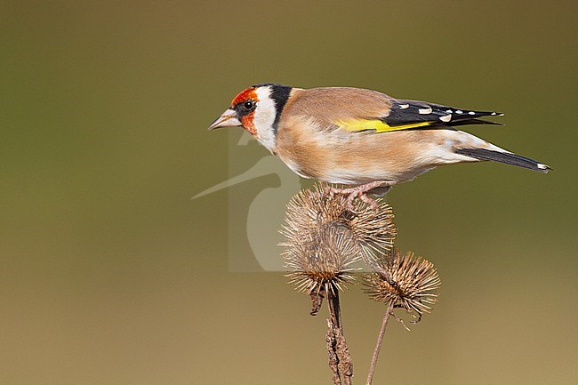 European Goldfinch, Putter, Carduelis carduelis feeding on Burdock stock-image by Agami/Menno van Duijn,