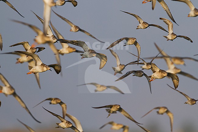 Ruff - Kampfläufer - Philomachus pugnax, Oman, adult stock-image by Agami/Ralph Martin,