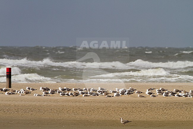 Flock of mainly Lesser Black-backed Gulls (Larus fuscus) along the Dutch north sea coast on a windy day. stock-image by Agami/Menno van Duijn,