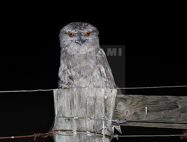 Tawny Frogmouth (Podargus strigoides) during the night stock-image by Agami/Andy & Gill Swash ,