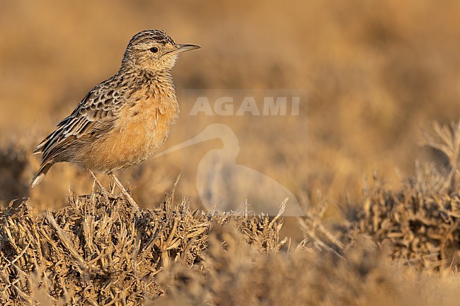Beesley's lark (Chersomanes beesleyi) perched on the ground in Tanzania. stock-image by Agami/Dubi Shapiro,