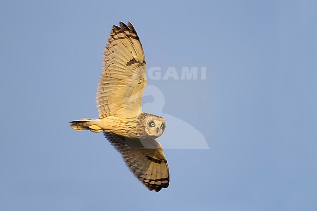 Short-eared Owl - Sumpfohreule - Asio flammeus ssp. flammeus, Germany stock-image by Agami/Ralph Martin,