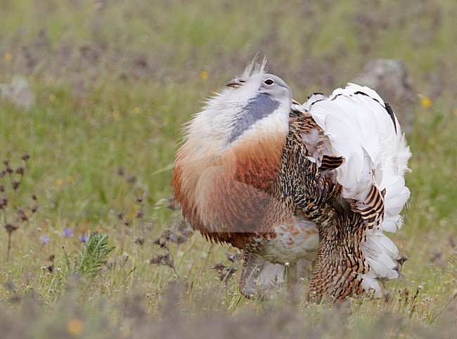 Baltsend mannetje Grote trap; Male Great Bustard displaying stock-image by Agami/Markus Varesvuo,
