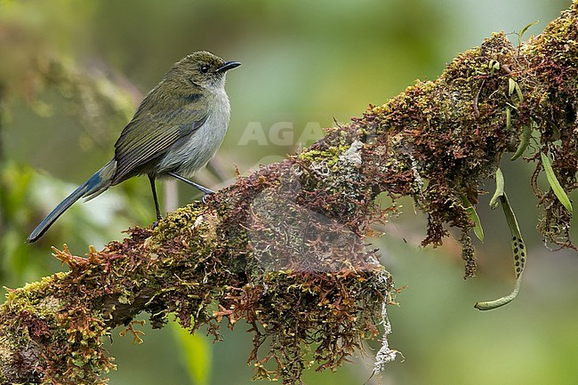 Fan-tailed Berrypecker (Melanocharis versteri) Perched on a branch in Papua New Guinea stock-image by Agami/Dubi Shapiro,